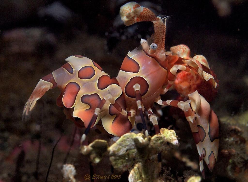 Bongo Bongo Divers Dauin Dış mekan fotoğraf